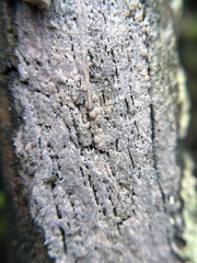 Mycocalicium subtile