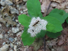 Spiraea corymbosa