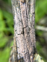 Mycocalicium subtile