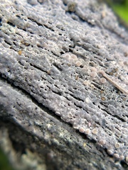 Mycocalicium subtile