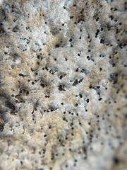 Mycocalicium subtile