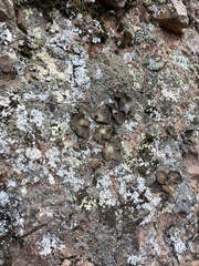 Umbilicaria