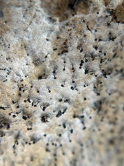 Mycocalicium subtile