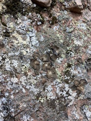 Umbilicaria