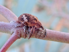 Oxyops fasciatus