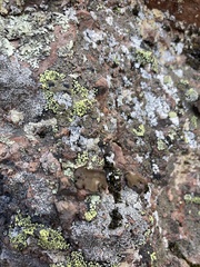 Umbilicaria