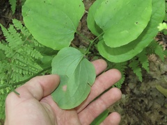Smilax herbacea
