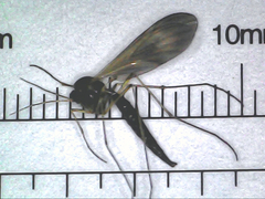 Sciaroidea