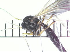 Sciaroidea
