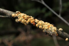 Eriococcus coriaceus