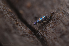 Lepidocyrtus fimicolus