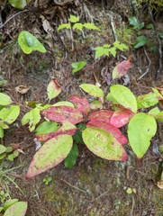 Oxydendrum