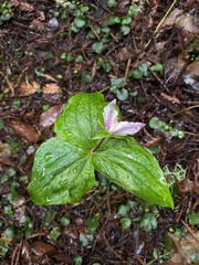 Trillium ovatum ovatum