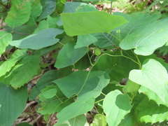 Dioscorea villosa