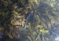 Olisthops cyanomelas