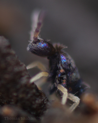Lepidocyrtus fimicolus