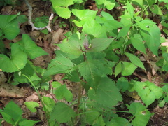 Perilla frutescens