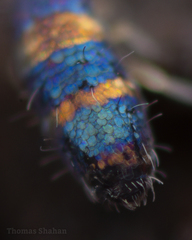 Lepidocyrtus fimicolus