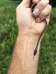 Thamnophis saurita saurita
