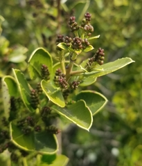 Rhamnus alaternus