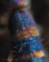 Lepidocyrtus fimicolus