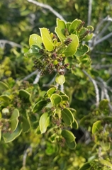 Rhamnus alaternus
