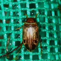 Hydroporinae