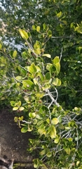 Rhamnus alaternus
