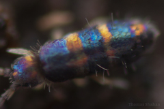 Lepidocyrtus fimicolus
