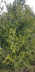 Rhamnus alaternus