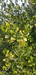 Rhamnus alaternus