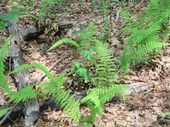 Dennstaedtia punctilobula
