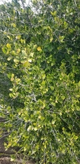 Rhamnus alaternus