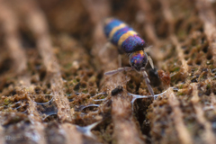 Lepidocyrtus fimicolus