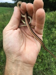 Thamnophis saurita saurita