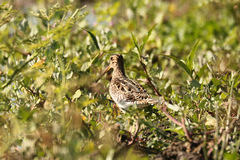 Gallinago paraguaiae