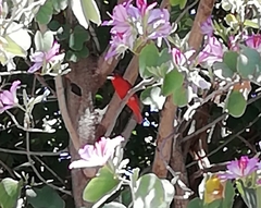 Piranga rubra
