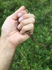 Thamnophis saurita saurita