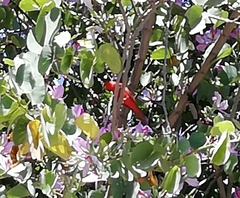 Piranga rubra