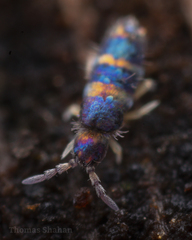 Lepidocyrtus fimicolus