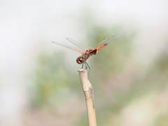 Tramea loewii