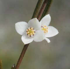 Cyanothamnus ramosus anethifolia
