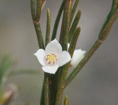 Cyanothamnus ramosus anethifolia