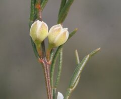 Cyanothamnus ramosus anethifolia