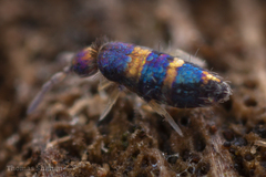 Lepidocyrtus fimicolus