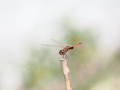 Tramea loewii