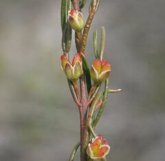 Cyanothamnus ramosus anethifolia