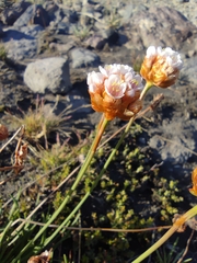 Armeria curvifolia