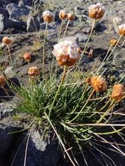 Armeria curvifolia