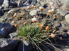 Armeria curvifolia
